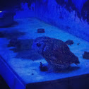 Screech Owl