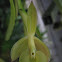 Orquidea