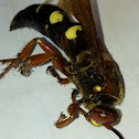 Eastern cicada killer