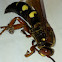 Eastern cicada killer