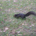 Black Squirrel 