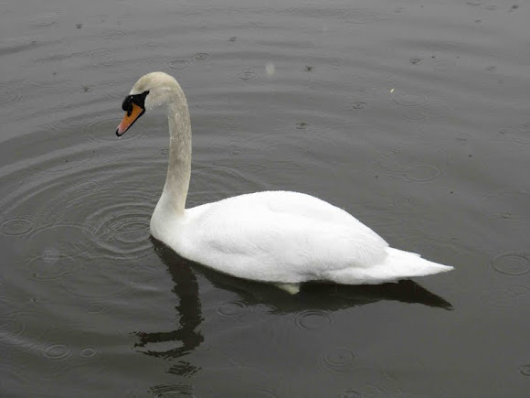 Spotting Image 1