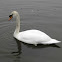 Swan