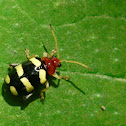 Leaf beetle
