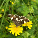 Four-spotted Moth