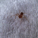 Spitting spider