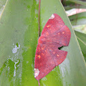 Polilla