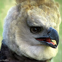 Harpy Eagle