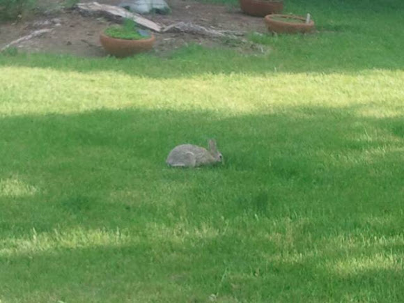 Spotting Image 1