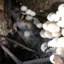 Button Mushroom