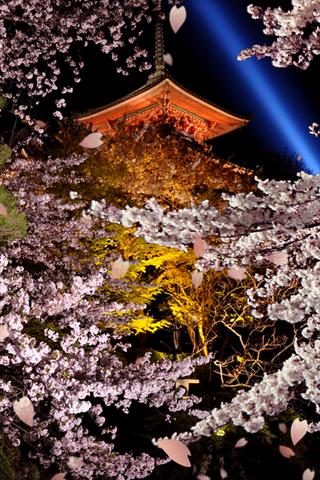 夜桜 ライブ壁紙