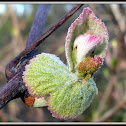 Unknown leaf/bud