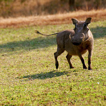 Wildlife of South Africa