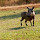 Wildlife of South Africa