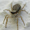 Grey Wall Jumper