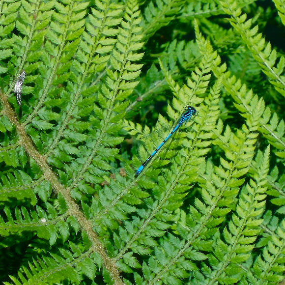 Spotting Image 1