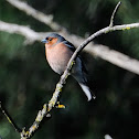 Common Chaffinch, Pinzón vulgar