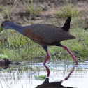 Grey-necked Woodrail