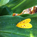 Yellow Tiger Moth