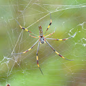 Golden silk orbweaver