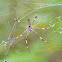 Golden silk orbweaver