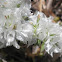 Nevadilla o sanguinaria