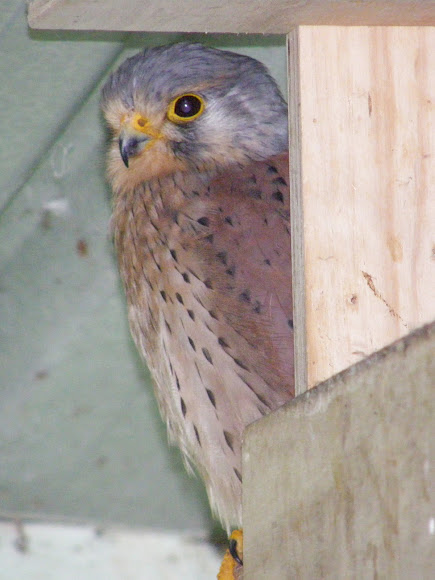 Spotting Image 1