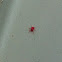 Spider mite