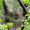 Red-shouldered Hawk (nestling)