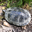Red-eared Slider