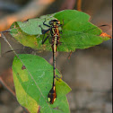 Black-shouldered Spinyleg