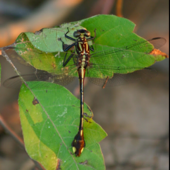 Spotting Image 1