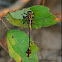 Black-shouldered Spinyleg
