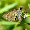 Skipper Butterfly