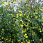 Yellow allamanda