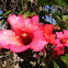 Dipladenia, mandevilla, red riding hood