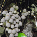 Fungi