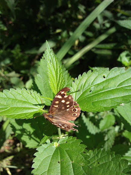 Spotting Image 1