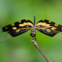 Picture wing