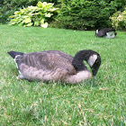 Canada Goose