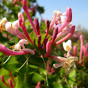honeysuckle; madreselva mediterránea