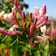 honeysuckle; madreselva mediterránea