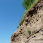 Bank Swallow nests