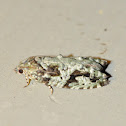 Maple Bud Borer Moth