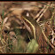 Indian forest skink