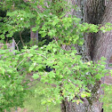 Red Maple
