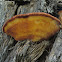 Postia pelliculosa