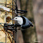 White Breasted Nuthatch