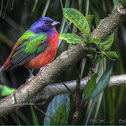 Painted Bunting
