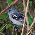 Sooretama Slaty-Antshrike